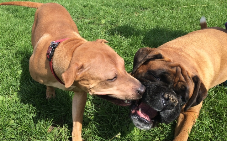 Life at King Kennels Woodbridge, Suffolk: Guest dogs Sam Bumble & Tilo in love