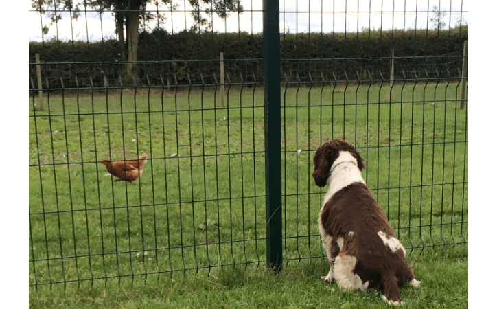 Dog watching a roaming chicken at King Kennels, Woodbridge, Suffolk