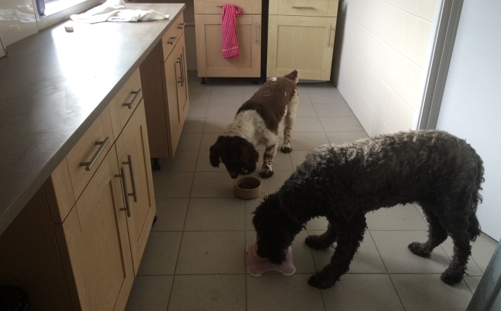 Dogs dining in kitchen, King Kennels Woodbrige, Suffolk