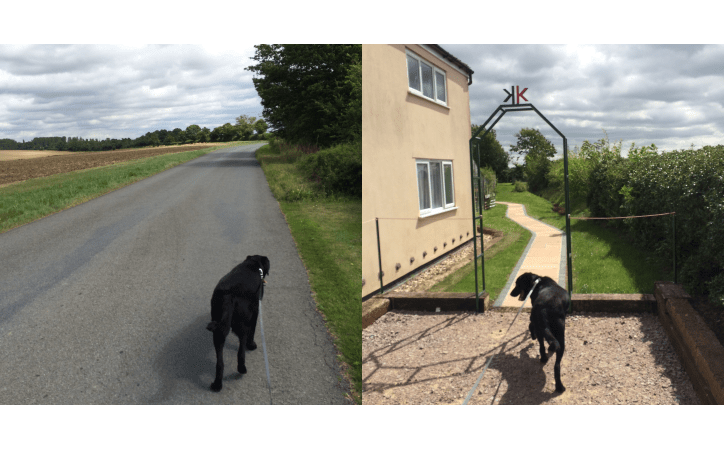 Life at King Kennels Woodbridge, Suffolk - Dog walk