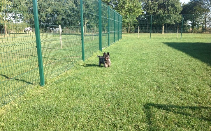King Kennels Grassed played area